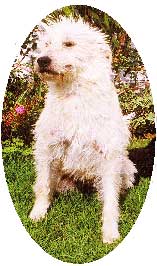 Molly the dog