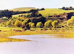 Halswell farmland has been transformed into botanic parkland