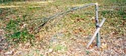 six-year-old tree snapped in Hagley Park