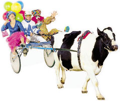 Showtime patron, racer and clown at the cow gallops