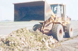 Sea lettuce trials set to start soon