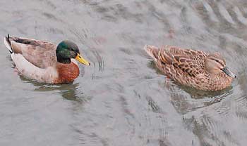 Don't feed the ducks? 