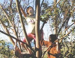 Your favourite tree might be one that's great to climb, or sit under. Why not let us know?