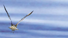 The godwits.
