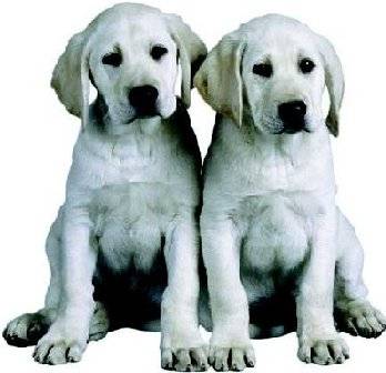 Going to the dogs