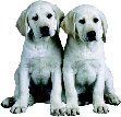 GOING TO THE DOGS