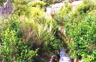 Shirley Stream less than two years later May 1996.