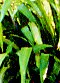MANAGING WETLANDS