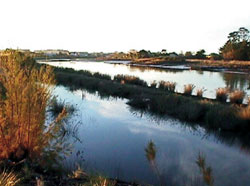 Bexley Wetlands