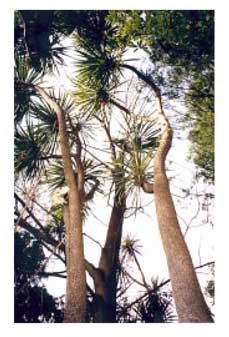 Cabbage tree