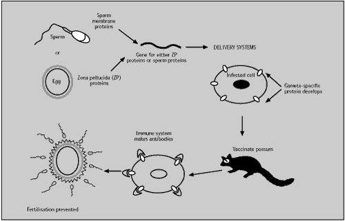 Possum contraceptive diagram